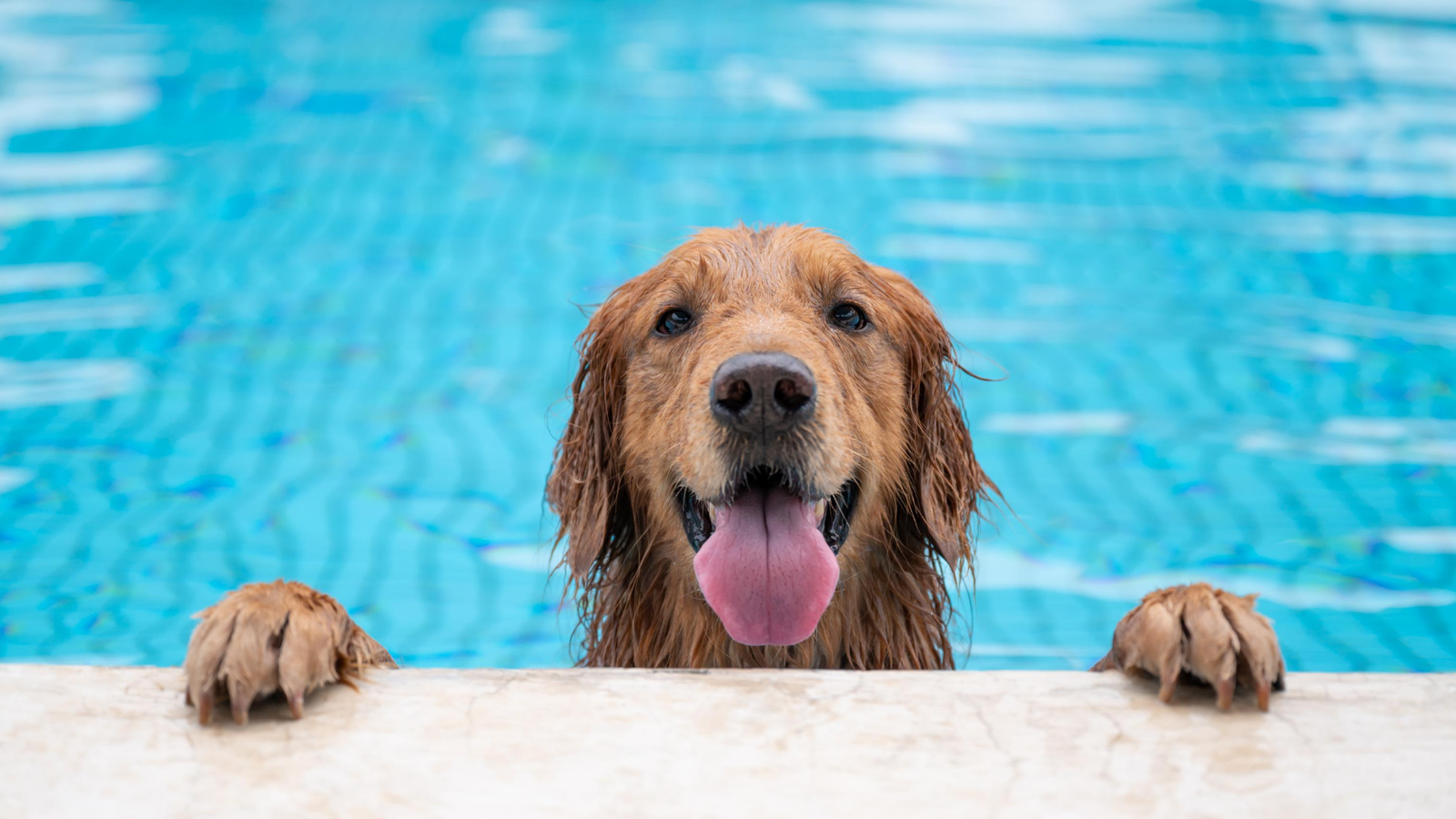 Healing in Motion: The Therapeutic & Rehabilitation Power of Dog Swimming