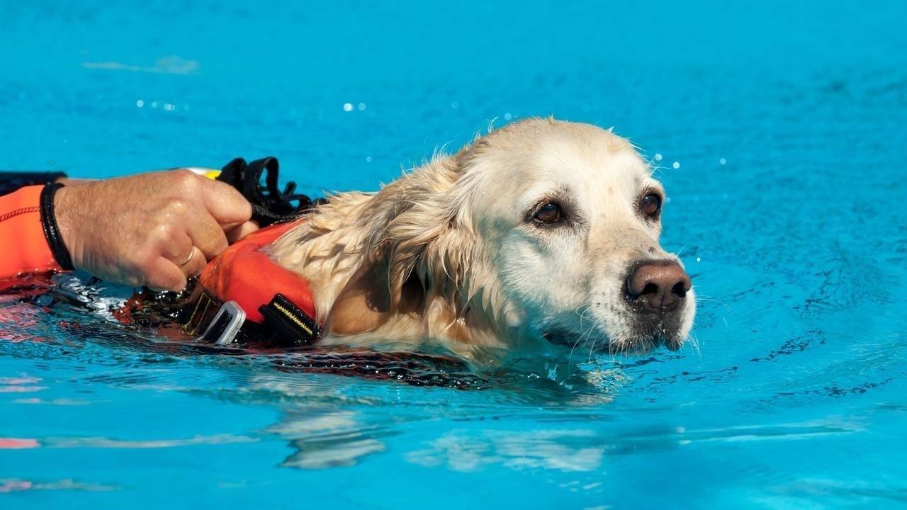 Everyday Advantages: The Practical Benefits of Dog Swimming