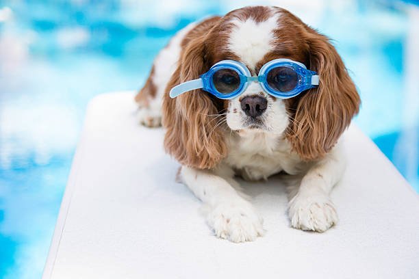 Calm Minds, Happy Hearts: The Mental & Emotional Benefits of Dog Swimming