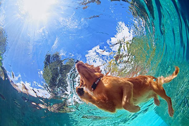 Paws, Splash, Repeat: How Swimming Boosts Your Dog’s Health
